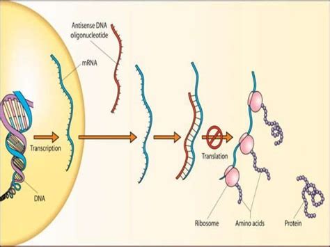 Antisense therapy