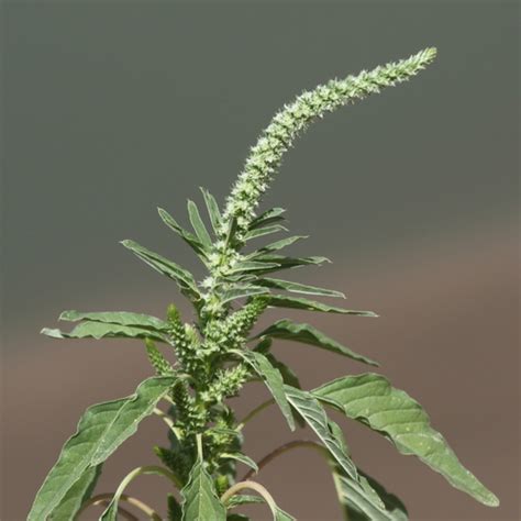 Palmer S Amaranth Amaranthus Palmeri Inaturalist