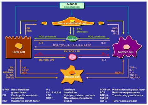 Alcohol Metabolism Chart