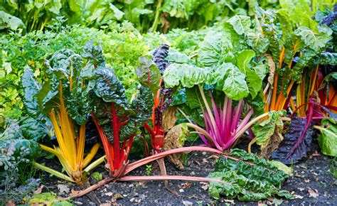 chard pictures   images  unsplash