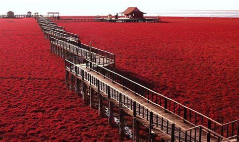 Incredible Red Seabeach in China - Places To See In Your Lifetime