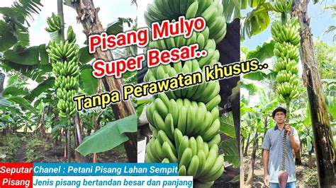 Buang Jantung Pisang Supaya Buah Pisang Cepat Besar Berisi YouTube