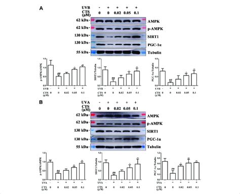 CTS promotes mitochondrial biosynthesis via the AMPK SIRT1 PGC 1α