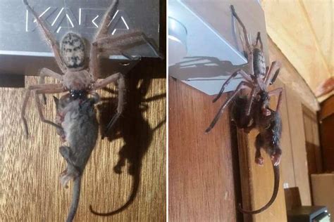 Chilling Moment Massive Huntsman Spider Eats A Possum In Terrified Couple S Hotel Room The