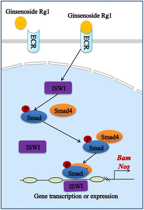 New Insights Into Ginsenoside Rg1 Regulating The Niche To Inhibit Age