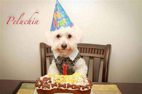 Dogs Eating Cake - Cute Photos of Dogs