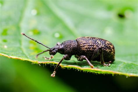 Schädlinge im Garten bekämpfen so geht s