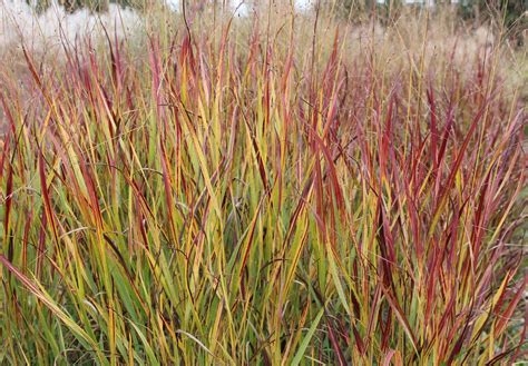 Buy Panicum Shenandoah Red Switchgrass Free Shipping Over 99 99 Ornamental Grasses Water