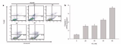 The Effect Of Iodine In Nthy Ori Thyroid Cell Line Apoptosis A