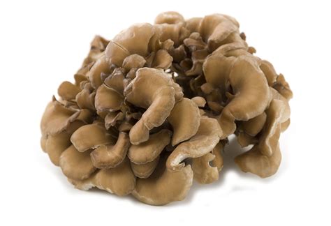 Maitake Mushroom Grifola Frondosa Medicinal Mushrooms