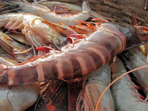 Shrimp That Weigh More Than A Pound Invade Gulf