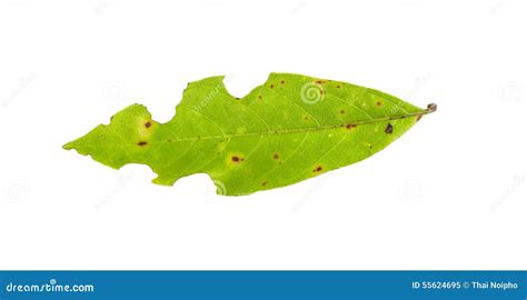 Leaf With Holes Eaten By Pests Isolated On White Stock Image Image