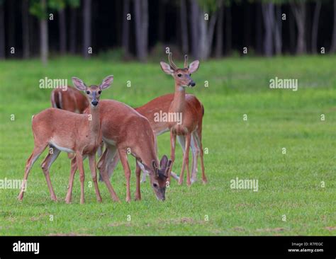 Herd Of Whitetail Deer Grazing On A Grassy Field Stock Photo Alamy