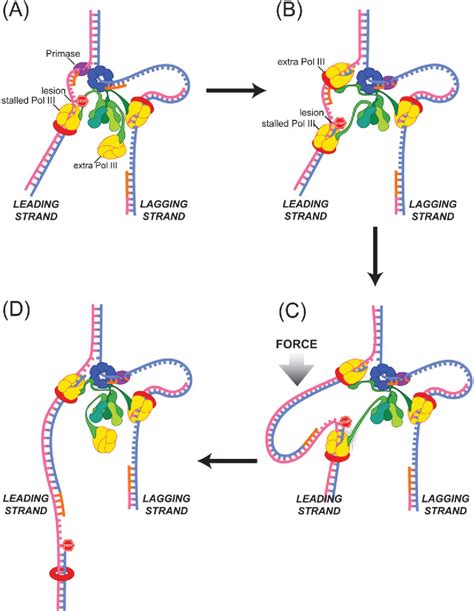 Figure 5 From Replisome Dynamics And Use Of Dna Trombone Loops To Bypass Replication Blocks