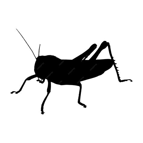 Premium Vector Grasshopper Silhouette Vector Black Color On White Background