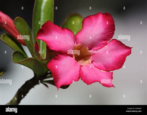 Caribbean Flowers Hi Res Stock Photography And Images Alamy