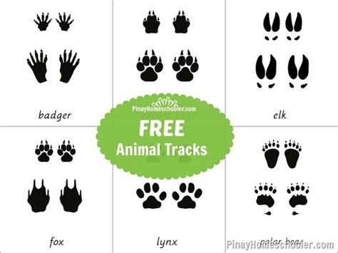 Free Download Animal Footprint Vector Printable - hitbad