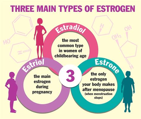 Drei haupttypen von östrogen infografiken östradiol östron und östriol