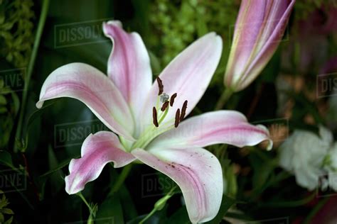 Yellow Types Of Lilies Lily Of The Valley Yellow Flowers