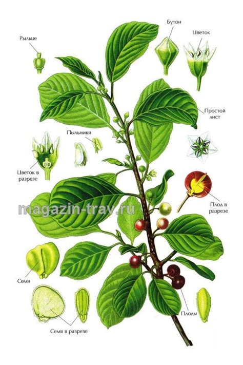 Магазин трав | КРУШИНА ЛОМКАЯ (Rhamnus frangula)