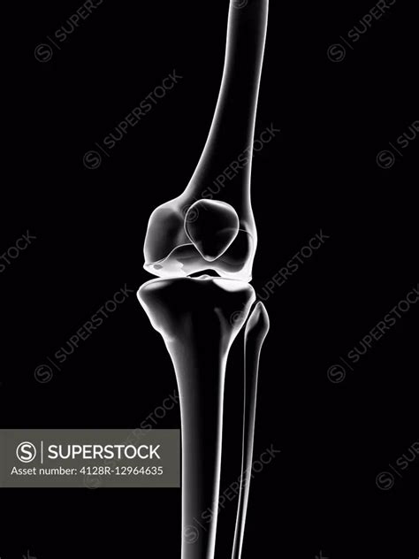 Human Knee Joint Illustration Superstock