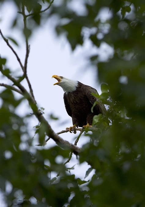 Free picture: bald, eagle, bird, tree