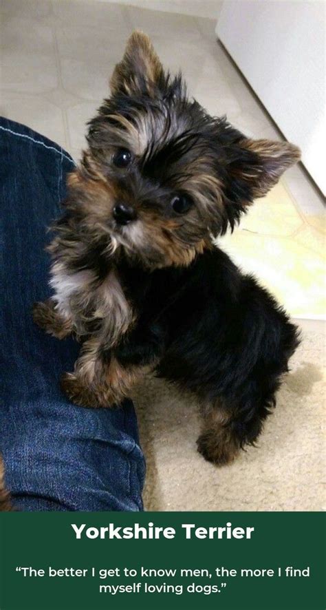 Yorkshire Terrier Breeder New York