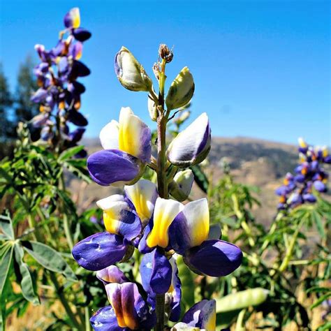 El Tarwi O Chocho El S Per Alimento De Los Andes Todoenperu