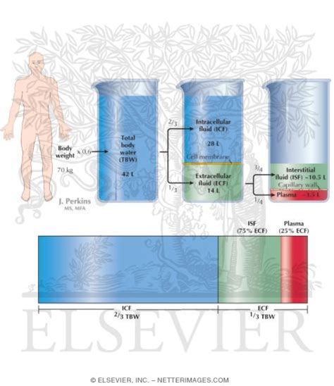 Body Fluid Compartments