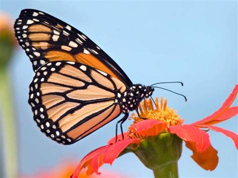 Butterfly Gardening Basics | HGTV