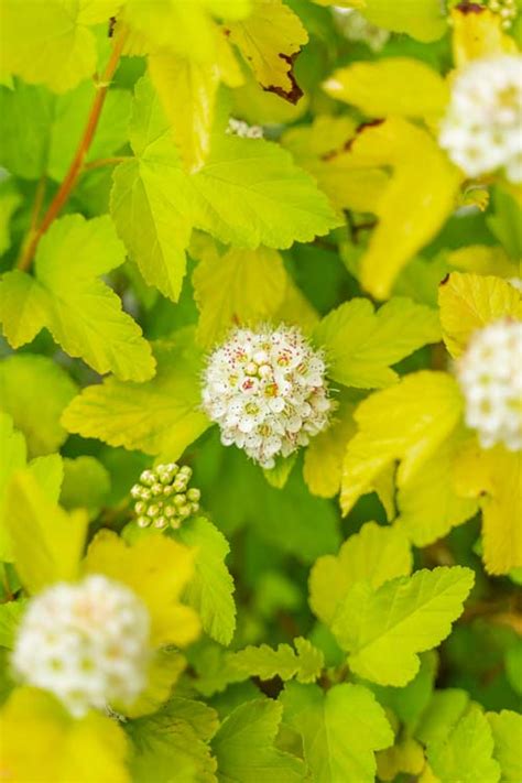 Buy Lemon Candy Ninebark (Physocarpus) | FREE SHIPPING | Wilson Bros ...