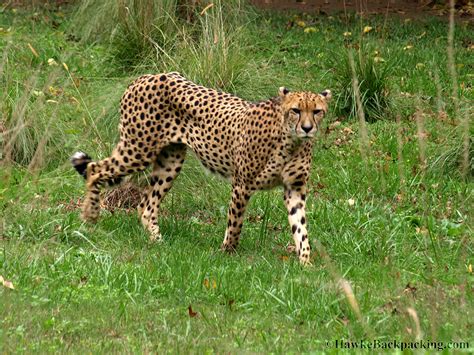 Smithsonian National Zoo - HawkeBackpacking.com