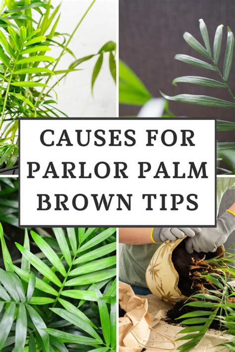 7 Big Causes Of Parlor Palm Brown Tips And How To Prevent