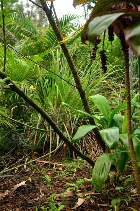 Lemongrass Cymbopogon Citratus Tropical Self Sufficiency