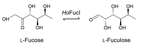 A Scheme For Interconversion Between L Fucose And L Fuculose Catalyzed