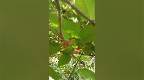 Mullberry Youtube