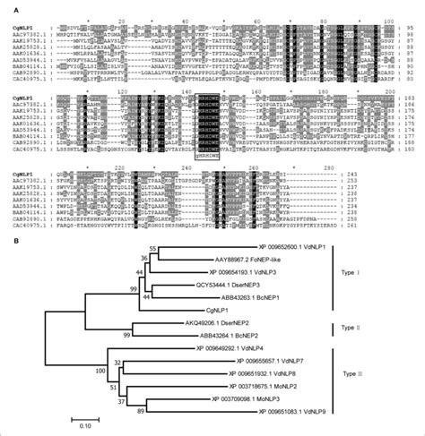 Multiple Sequence Alignment And Phylogenetic Analysis Of Cgnlp A