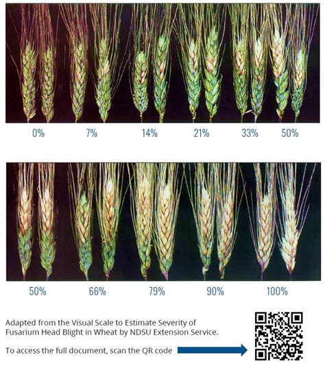 Scouting Fields For Fusarium Head Blight Weekly Crop Update