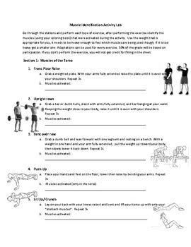 Muscle Identification Activity By Coach H Science Class Tpt