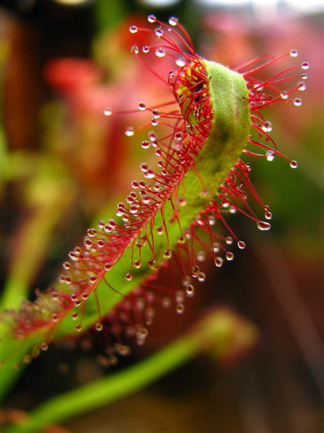 Okefenokee Swamp Plants