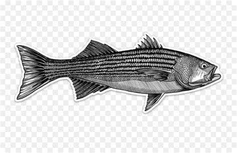 Striped Bass Cliparts High Quality Illustrations For Fishing Enthusiasts