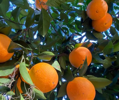 Tell Me About Citrus Greening In Florida Thompson Earth Systems Institute