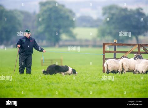 A Shepherd And Border Collie Herding Sheep At The International Sheep