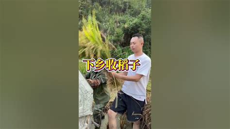 乡割稻子。 海哥量地球 二哥逆袭记 小邝同志 Youtube