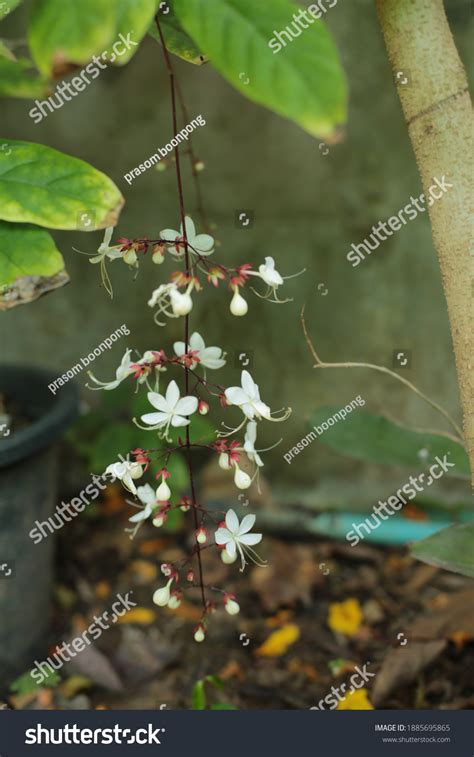 White Flower Clerodendrum Wallichii Merr Garden Stock Photo 1885695865