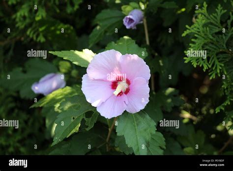 Hibiscus Syriacus Or Rose Of Sharon Or Syrian Ketmia Or Rose Mallow Or St Josephs Rod Flowering