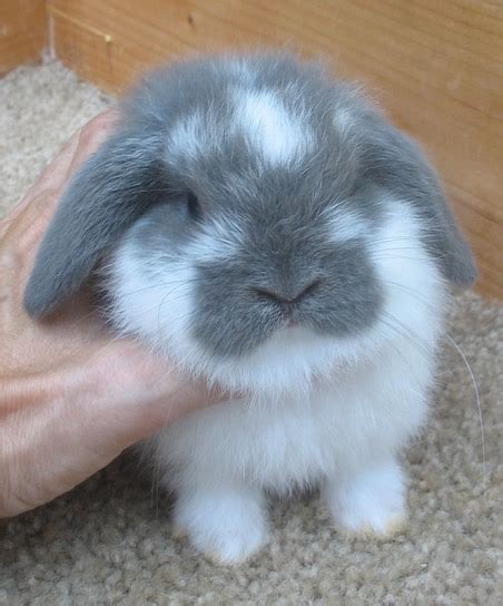 Holland Lop Colors | Bunny Lops