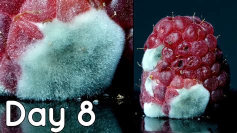 Extreme Macro Hairy Raspberry Time Lapse Youtube