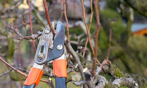 Mastering Plum Tree Pruning: Tips for a Bountiful Harvest - Home Garden ...