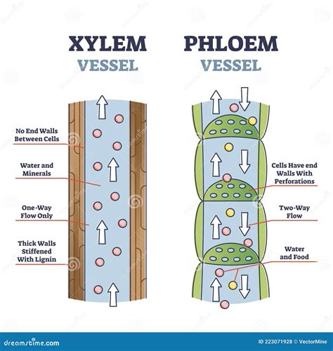 Xylem And Phloem. Biological Structure Scheme Of Inner Vascular In ...